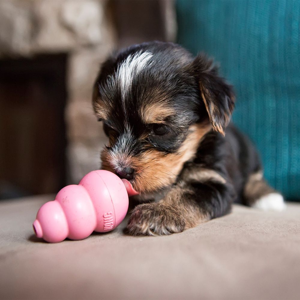 kong puppy small