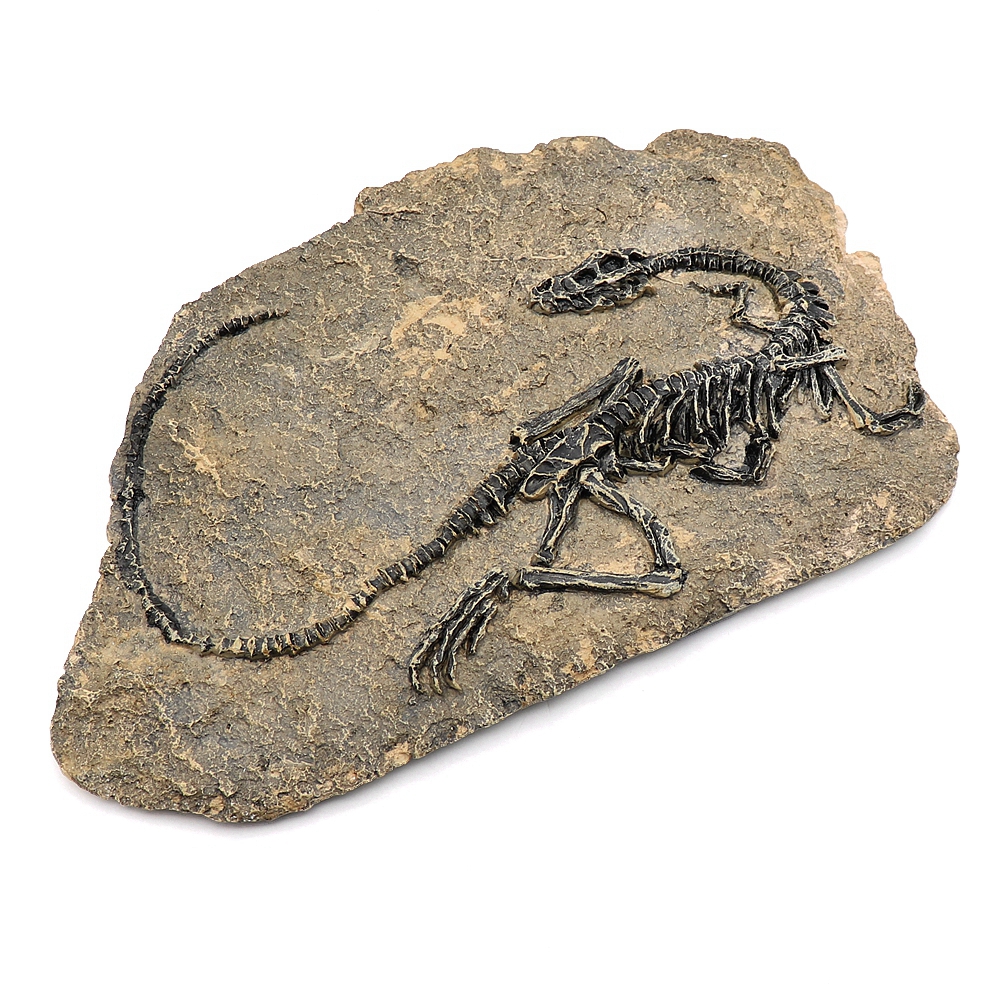 1pc Tyrannosaurus Rex Dinosaur Fossil Jurassic Cretaceous 130 Million ...