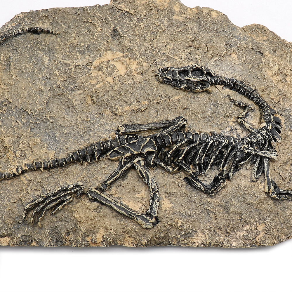 fossil rex