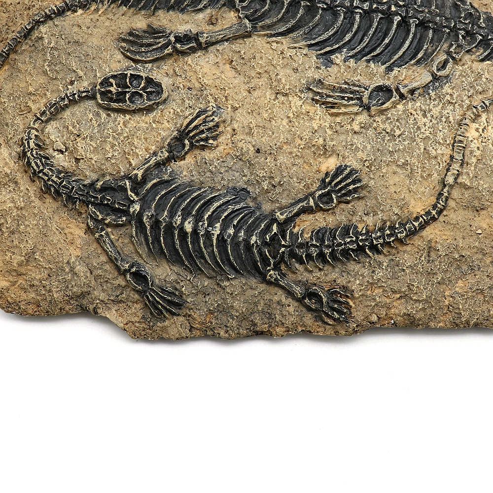 32*19CM Resin Dinosaur Fossil Specimen Jurassic Twin Dinosaurs For Home ...