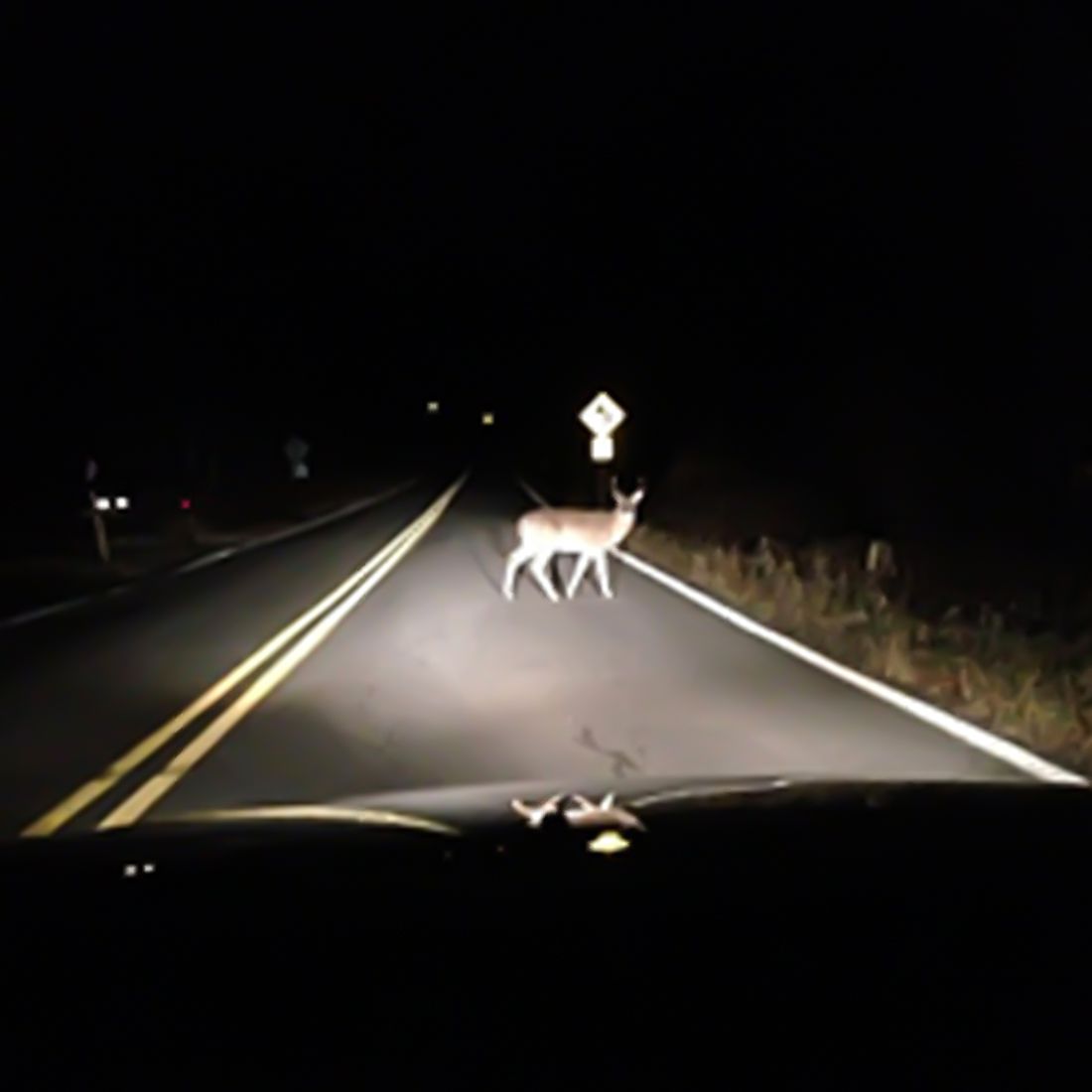 Deer headlight safety
