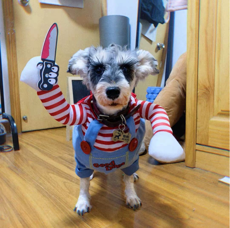 dog dressed up as chucky