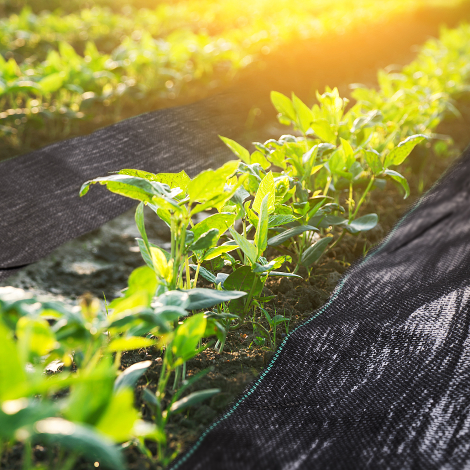 Weed Suppressant, Landscape Fabric, Weed Barrier, Weed Control Membrane