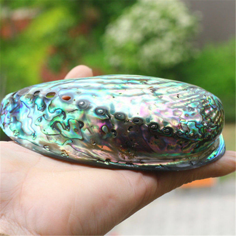 5 Natural Blue Abalone Shell Polished Sea Shells Fish Tank Aquarium Home  Decor