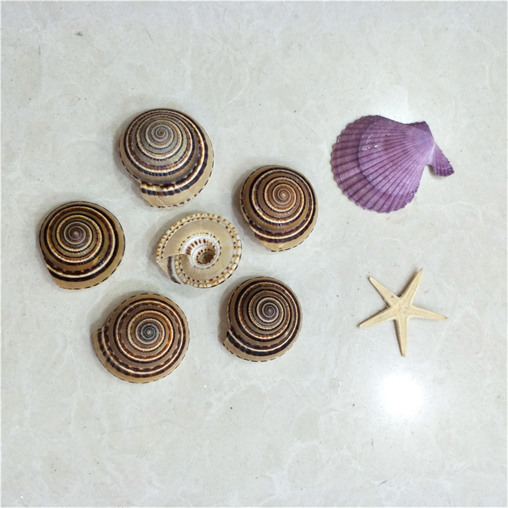 2000 PCS Tiny Mini Small Sea Shells for Crafting Spiral Conch Shells for  Crafts Charms for Home Decorations Candle Decor DIY Fish Tank and Beach  Vase