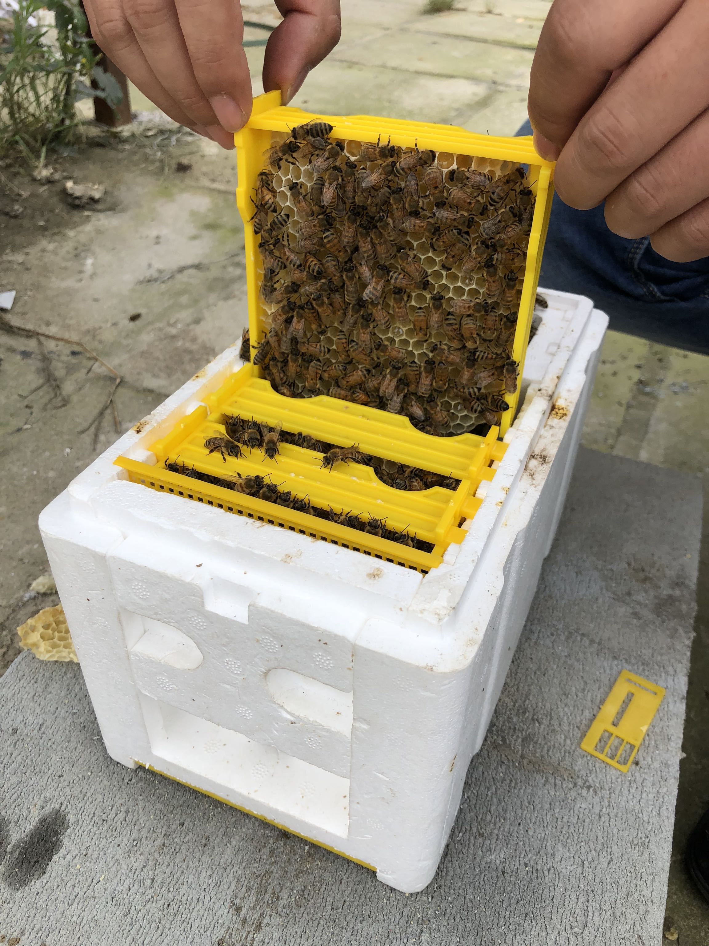 Plastic Auto Beehive Frame Beekeeping Pollination Box Bee