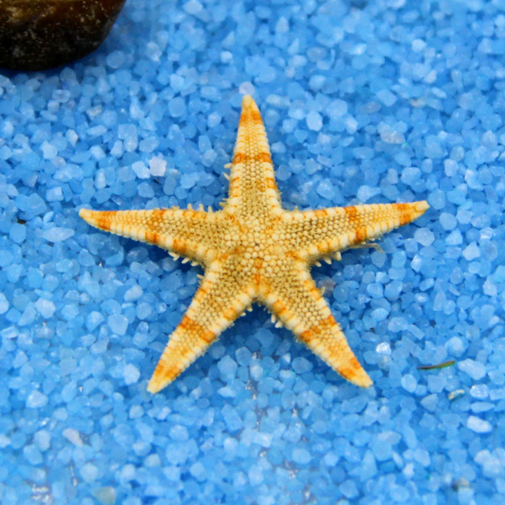 20 pcs Flat Dried Starfish DIY Crafts Mini Sea Shells Ornaments Nautical  Decor