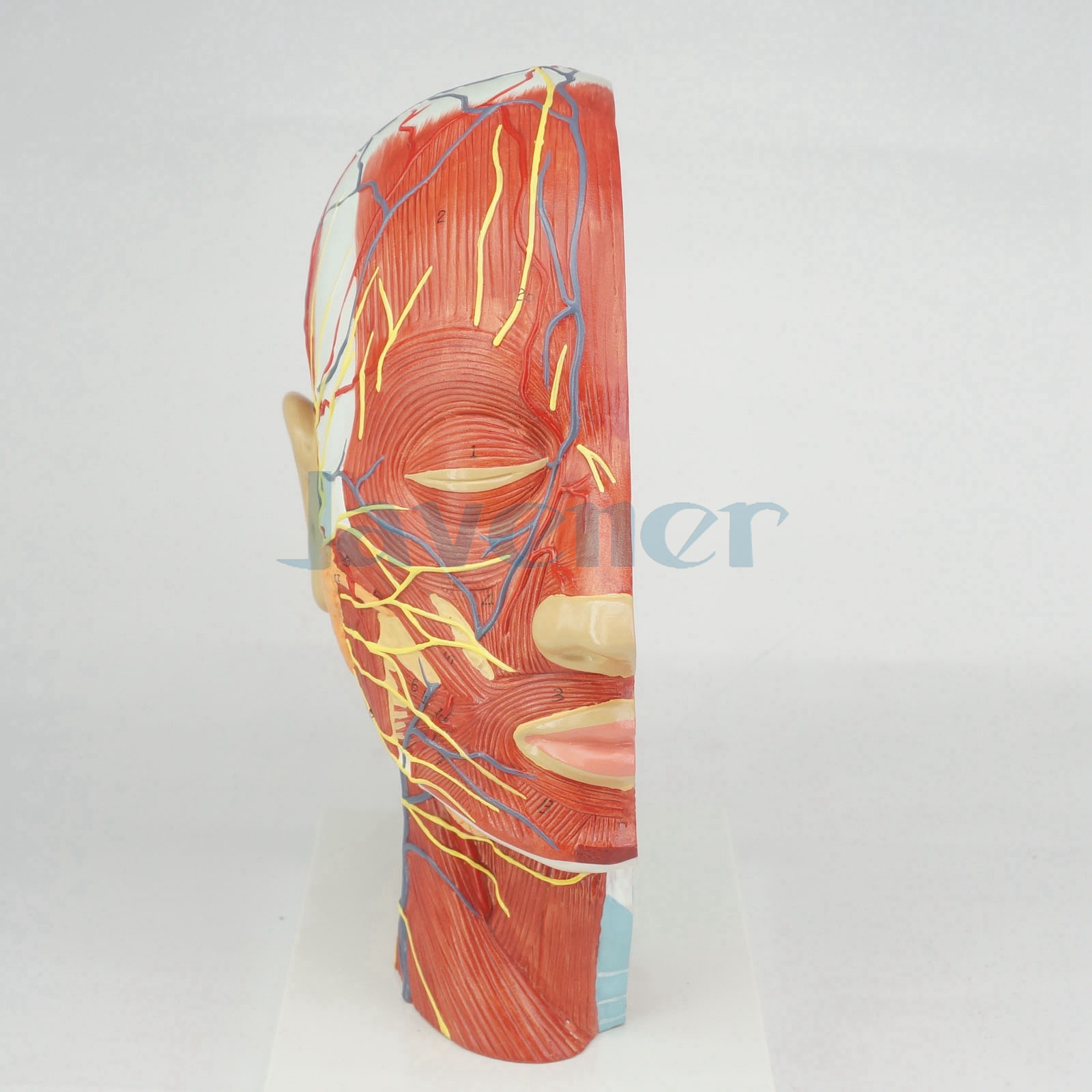 Median Section of Human Head & Neck Anatomical Model Medical Skeleton