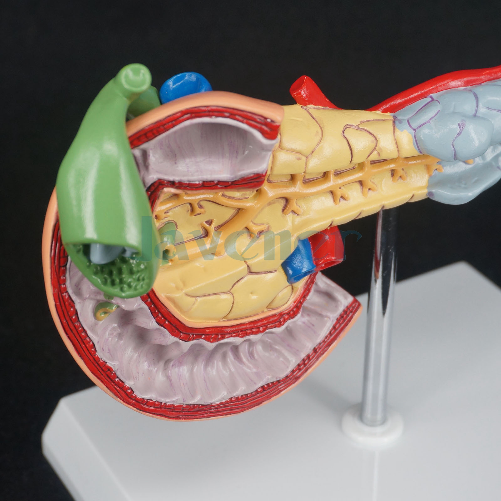 Human Liver Pancreas and Duodenum Anatomical Model Medical Anatomy