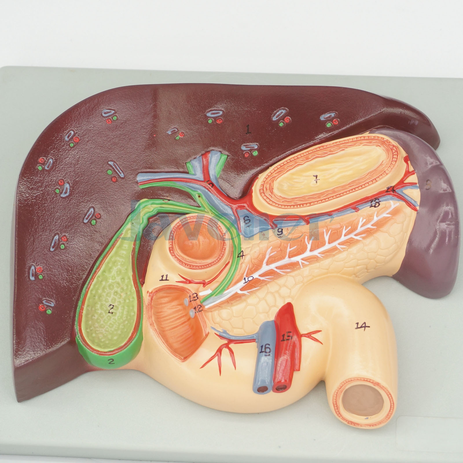 Cameo Type Human Liver and Duodenum Anatomy Model Medical Visceral