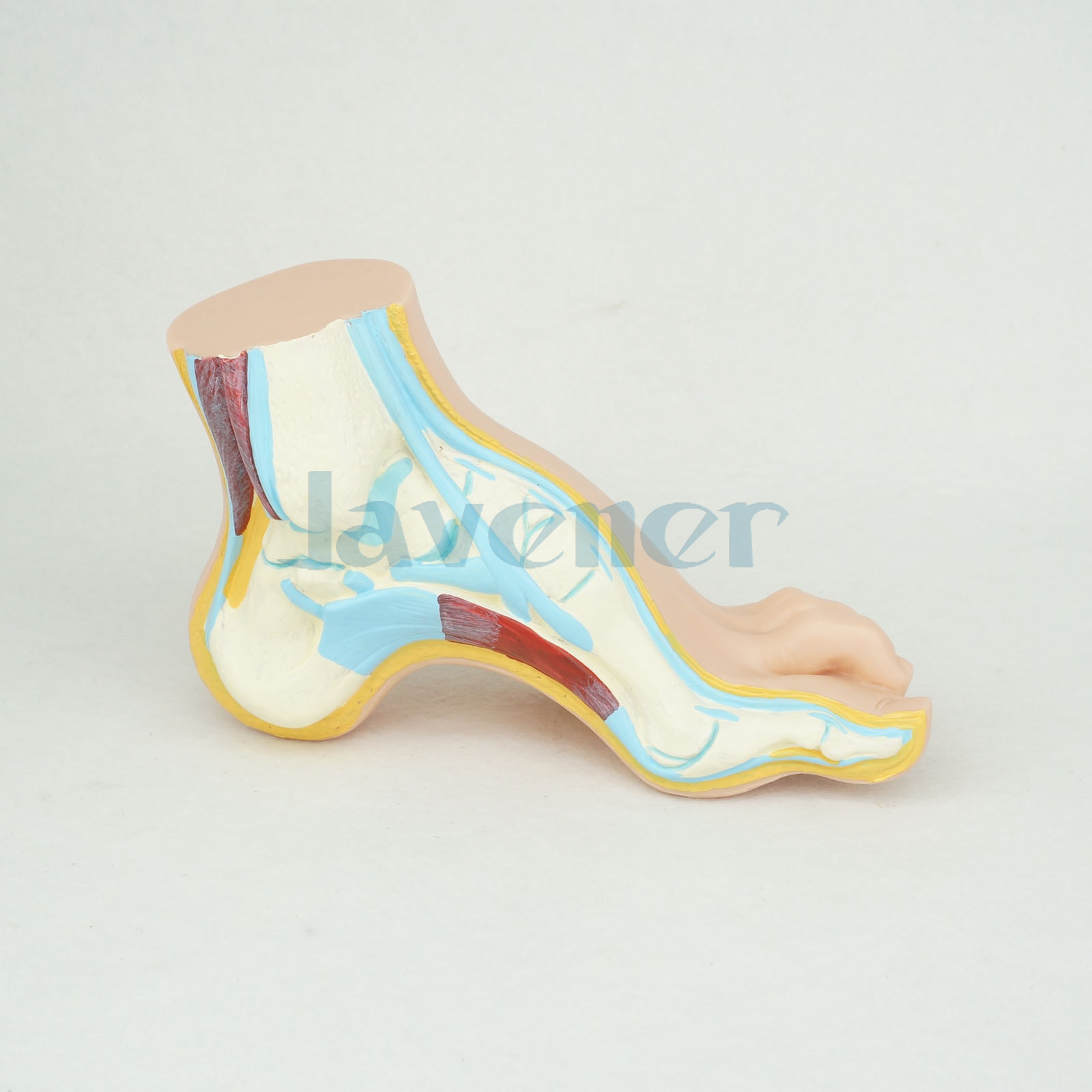 Normal Human Foot Platypodia Bow Foot Anatomy Model Muscle Vascular ...