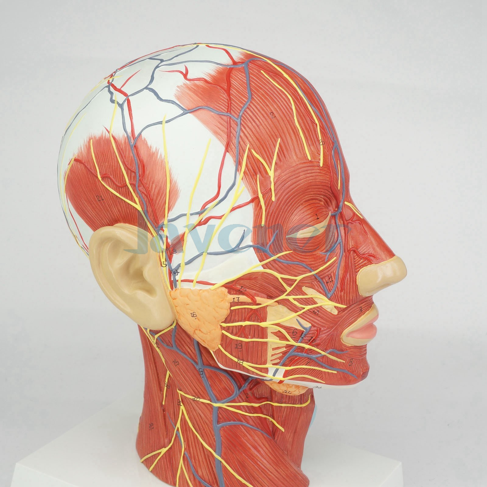 Median Section of Human Head & Neck Anatomical Model Medical Skeleton