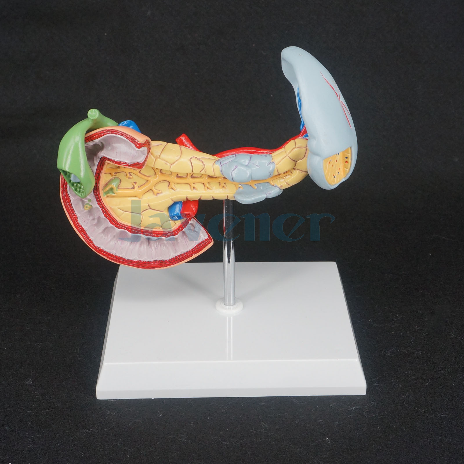 Human Liver Pancreas And Duodenum Anatomical Model Medical Anatomy