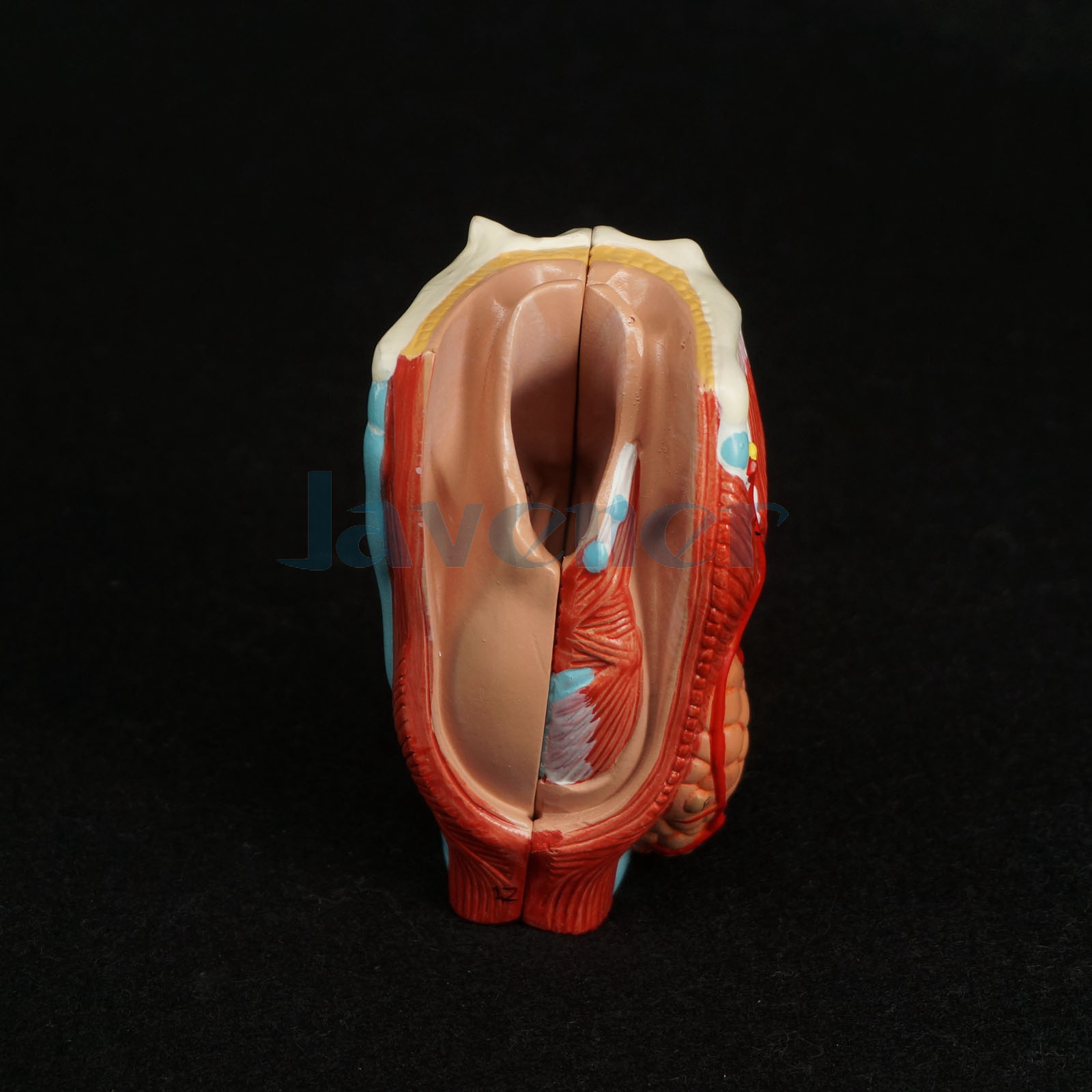 Human Larynx Anatomical Model - Medical Anatomy Skeleton ...