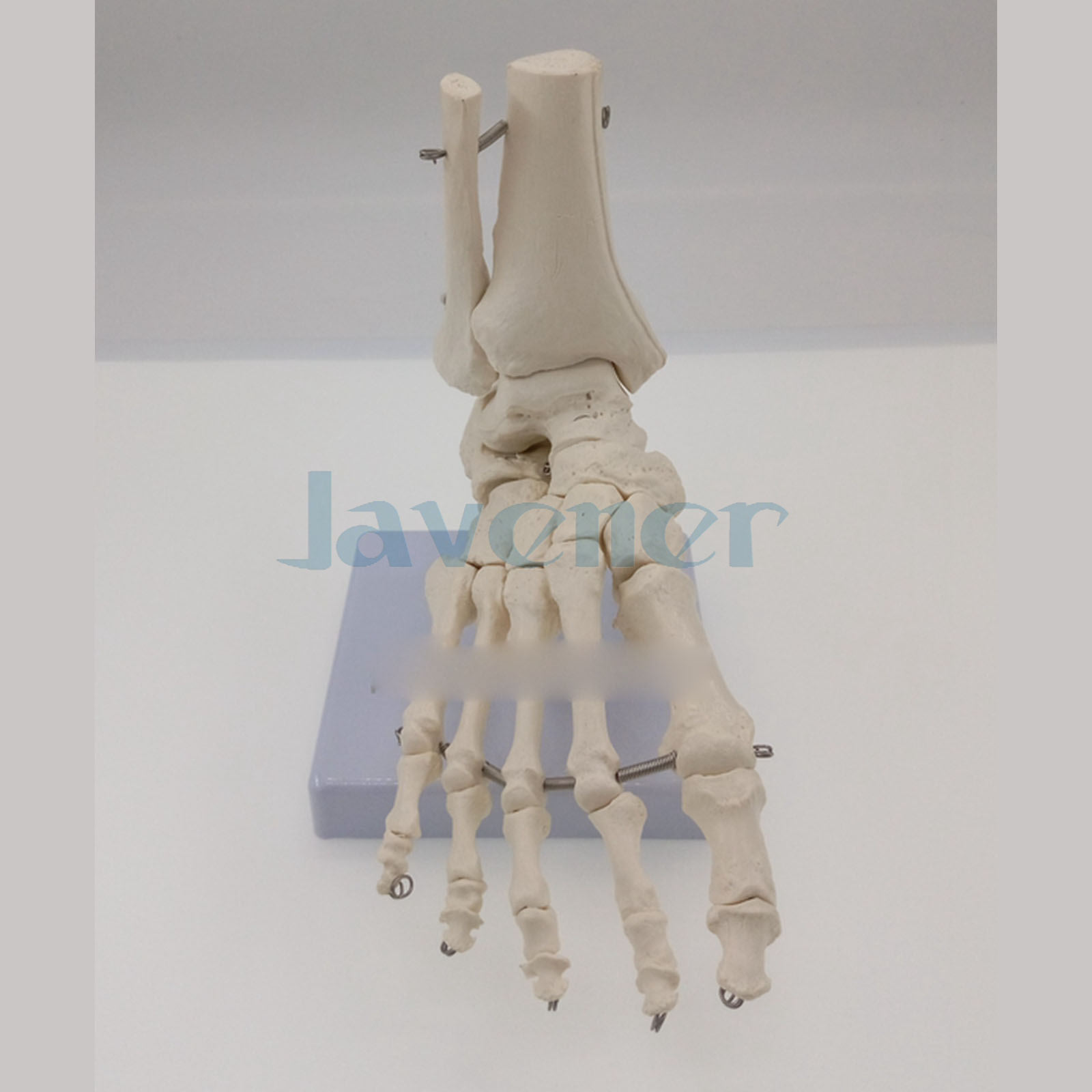 Life Size Foot and Ankle Joint Functional Anatomical Skeleton Model