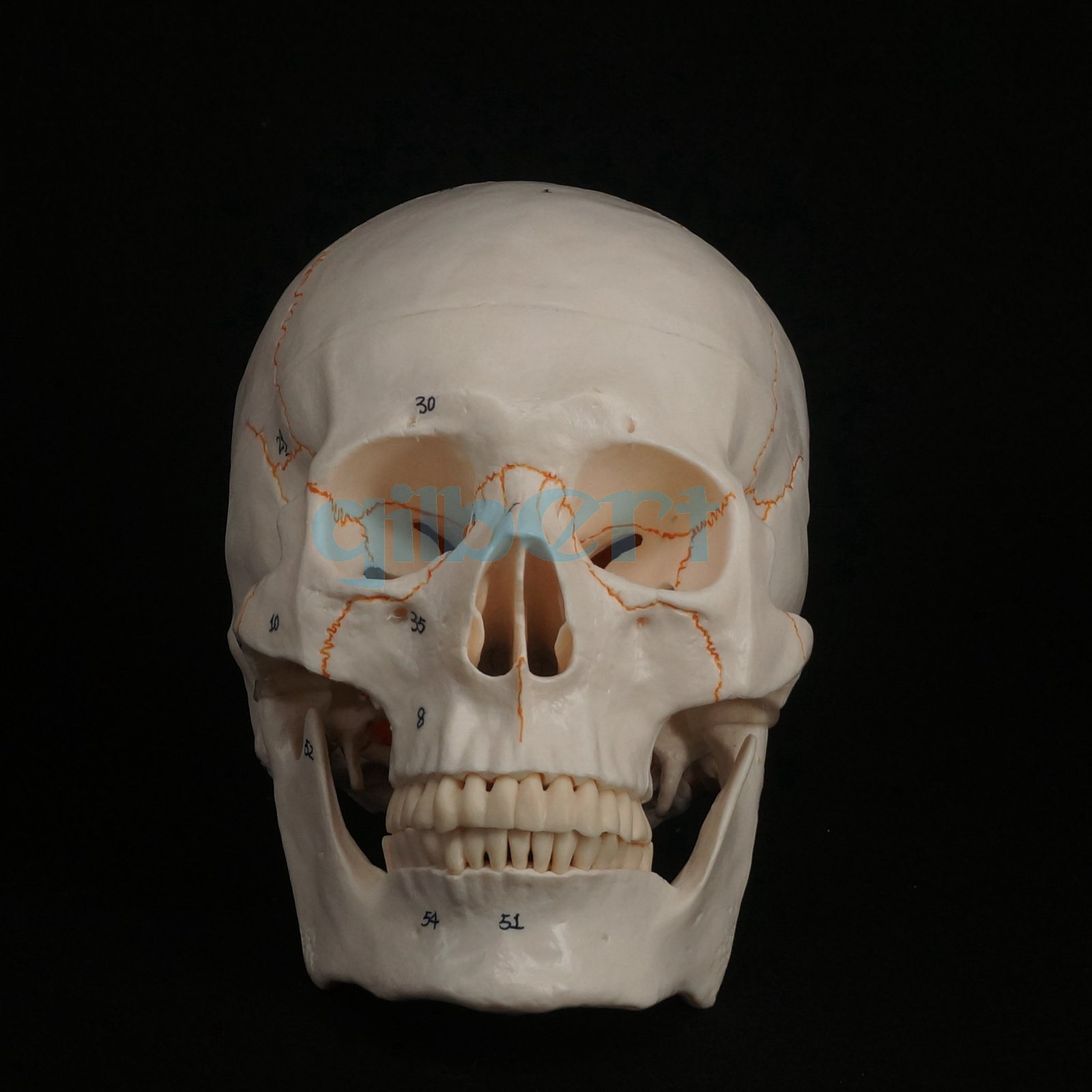 1:1 Numbered Human Head Skull Model Skeleton Medicine Anatomy Teaching