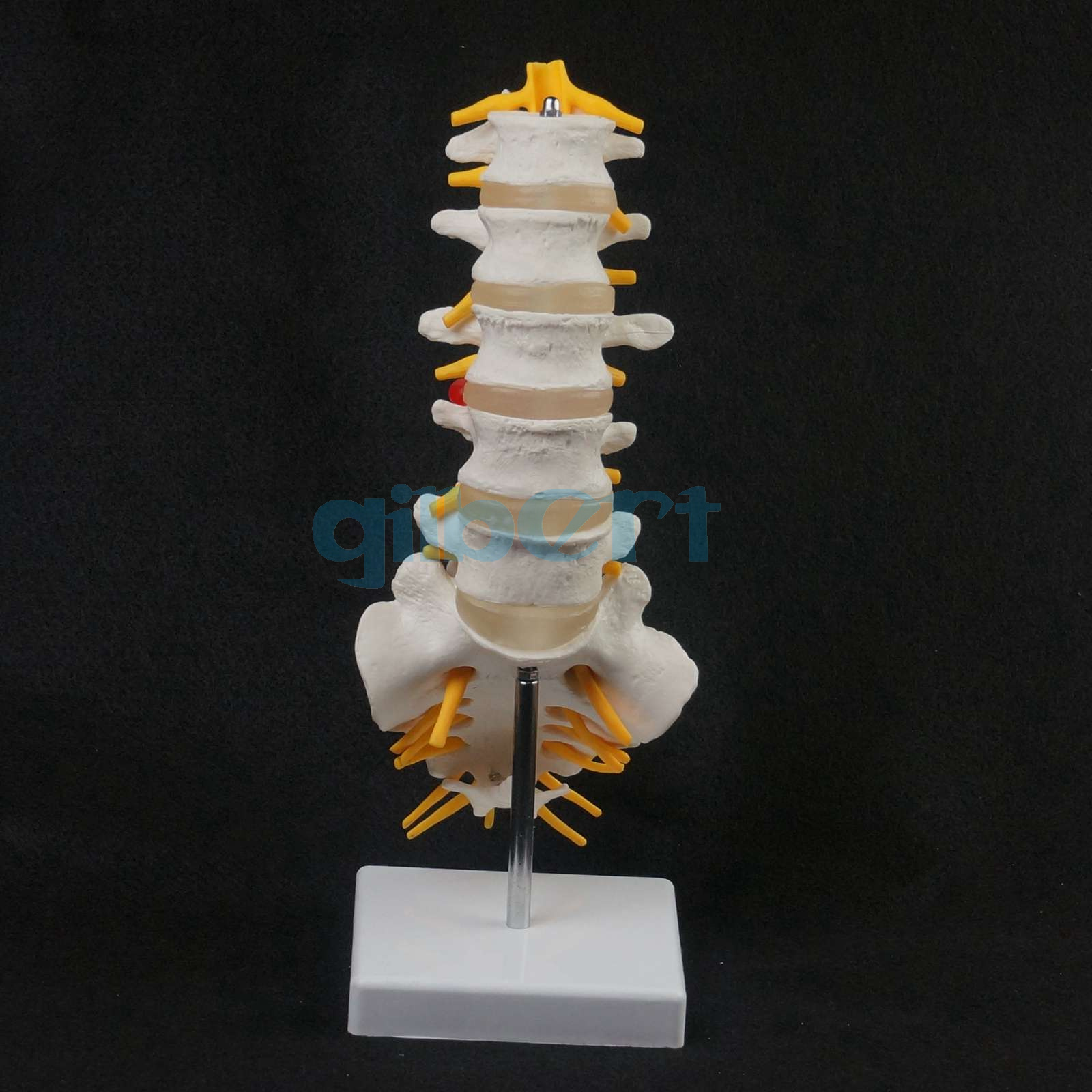 Human Lumbar Spine Caudal Vertebra Structure Intervertebral Disc Joint ...