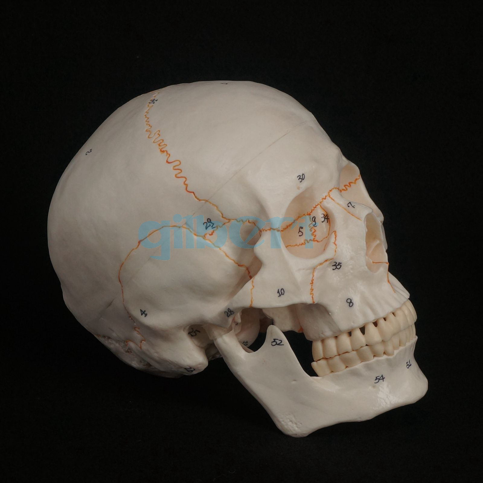 1:1 Numbered Human Head Skull Model Skeleton Medicine Anatomy Teaching