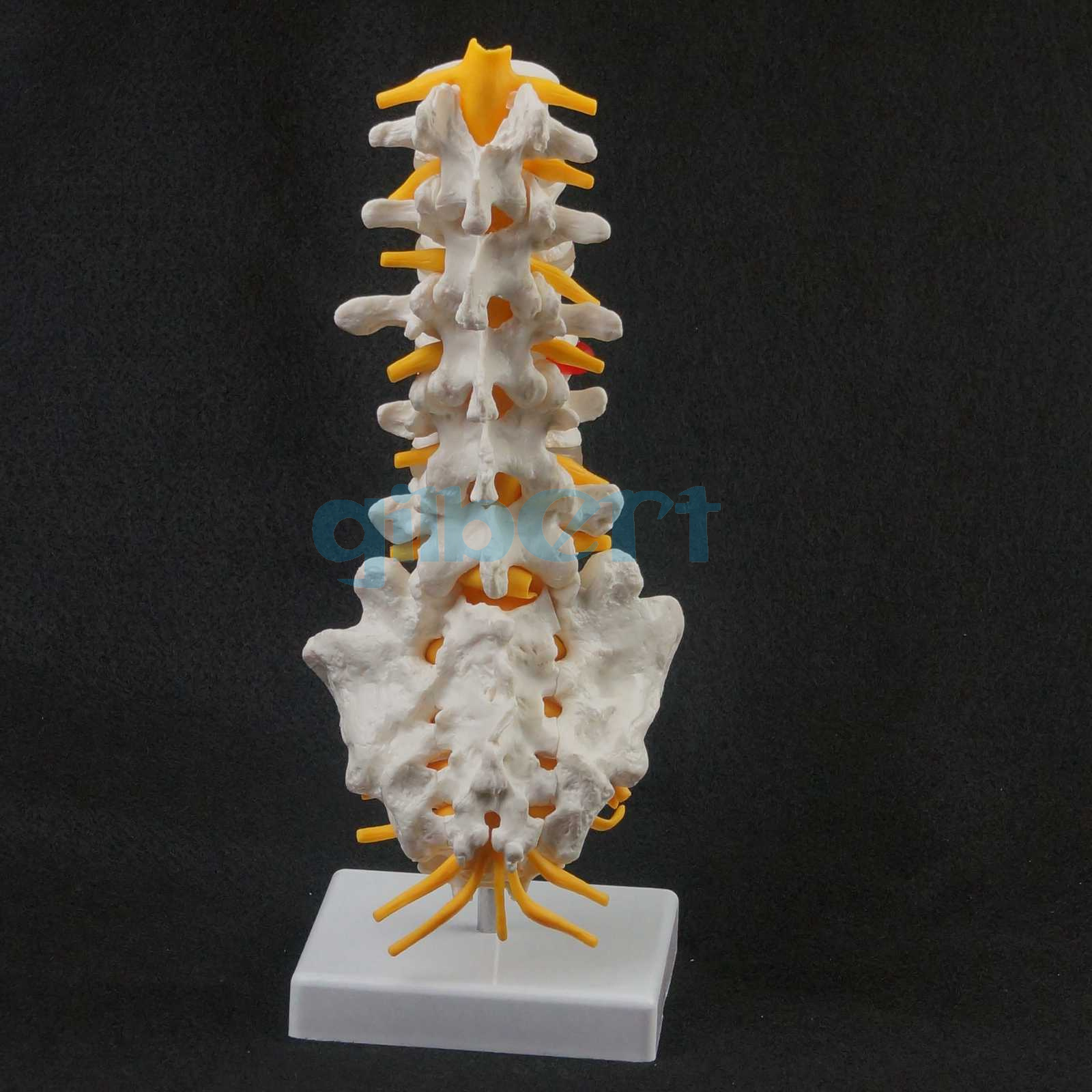 Human Lumbar Spine Model Including Caudal Vertebra Human Lumbar Hot